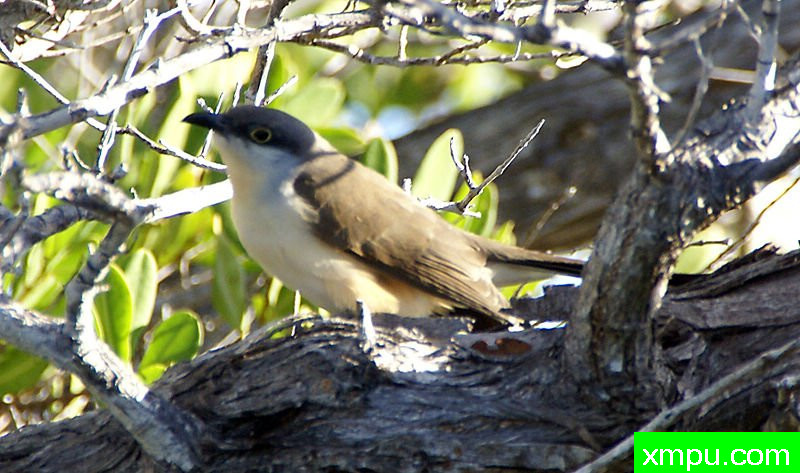 “伊莎贝拉岛（加拉帕戈斯）” -Coccyzus_melacoryphus