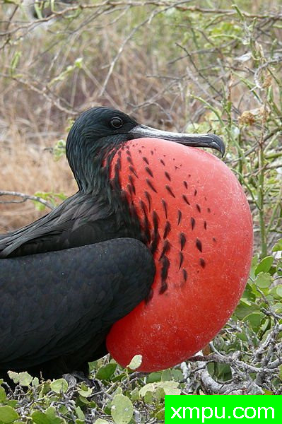 西摩北鸟-Fregata_magnificens