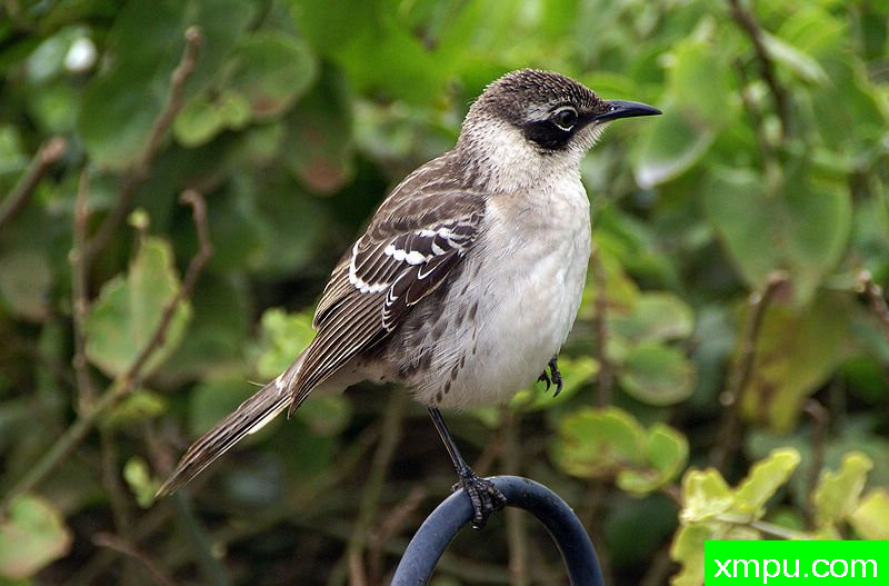 加拉帕戈斯-Galapagos_mockingbird