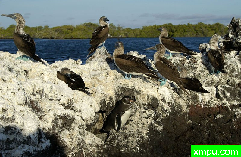 伊丽莎白湾-Elizabeth_Bay_-Isabela_Island_-birds