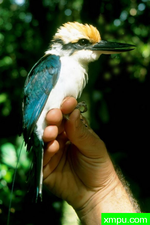 Micronesian_Kingfisher- 密克罗尼西亚金菲什