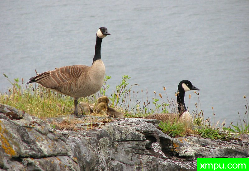 Canada_Geese_and_g 加拿大鹅C_Ruckles