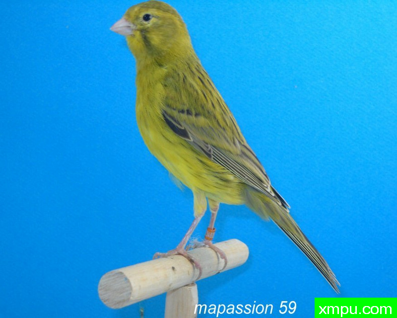 金丝雀-黄蛇纹玉鸟---著名摄影师：mapassion摄影