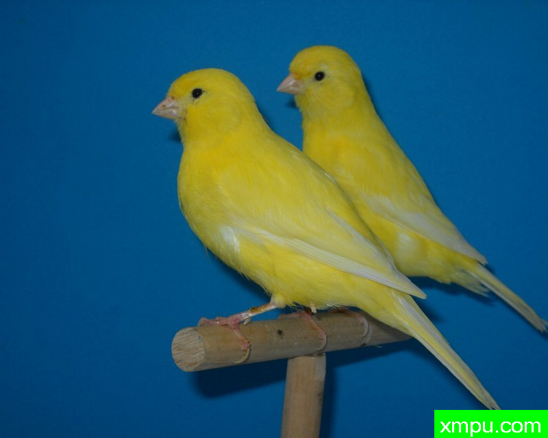 金丝雀-鹅黄夫妇---著名摄影师：mapassion593112摄影