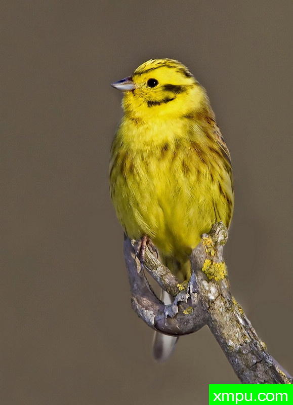 耶洛汉默在苏格兰边境 --摄影罗恩麦库姆[苏格兰]