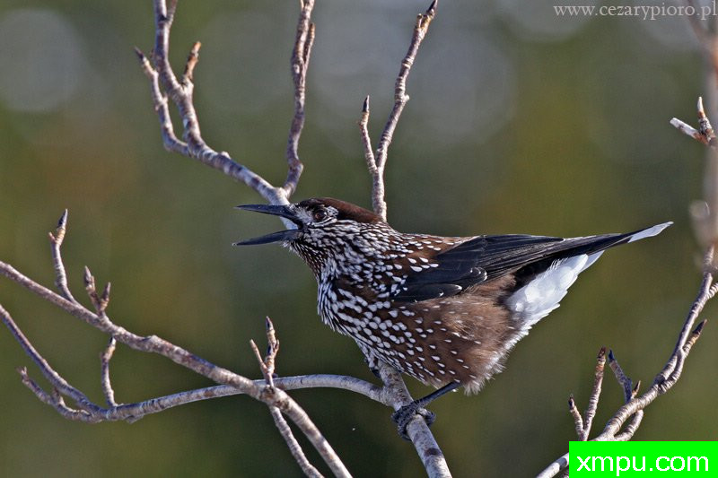 （Nucifraga鸦）--著名摄影师：Cezar摄影