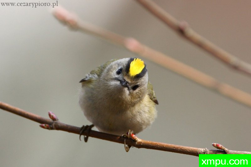斯特（轩辕轩辕十四）---著名摄影师：Cezar摄影