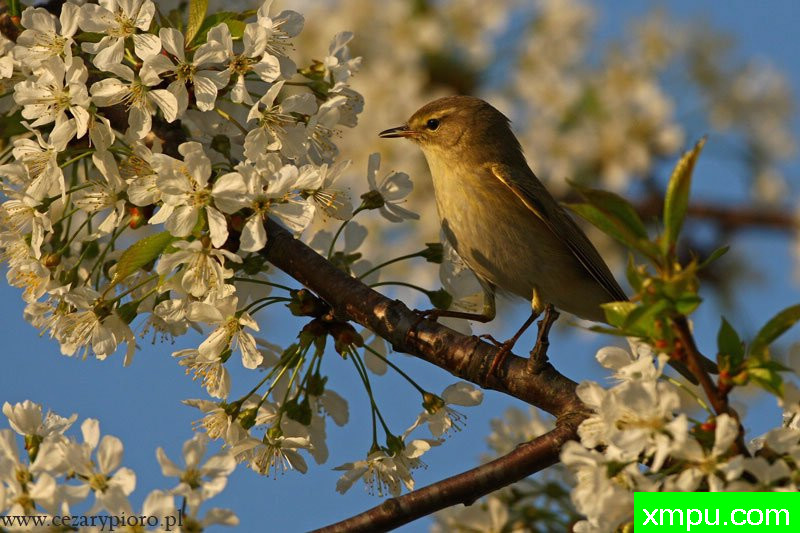 柳莺（Phylloscopus蜂鸟）---著名摄影师：Cezar摄影