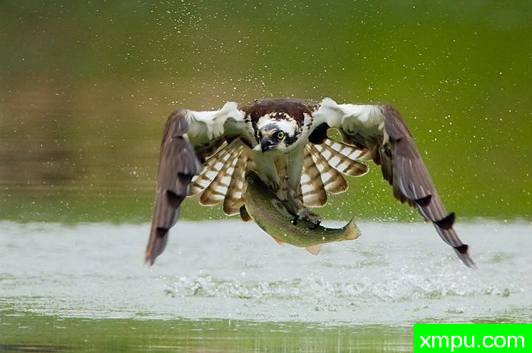 Fly fishing - Birds, Photo By_ Robert McRae