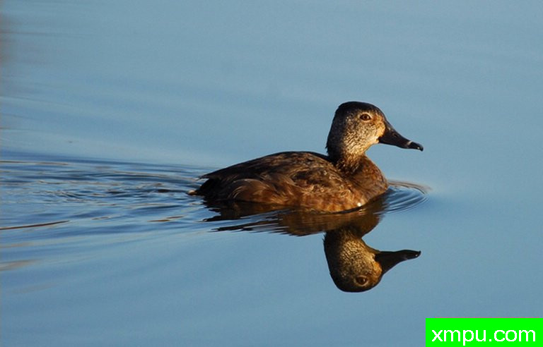 灵内克鸭--摄影师：彼得伊瓦诺斯基摄影