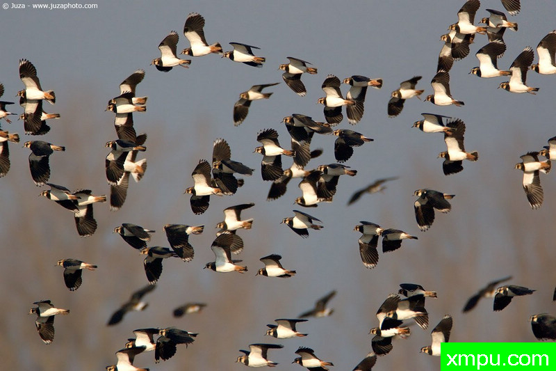 凤头麦鸡--摄影师：Juza电子艺界摄影[意大利]