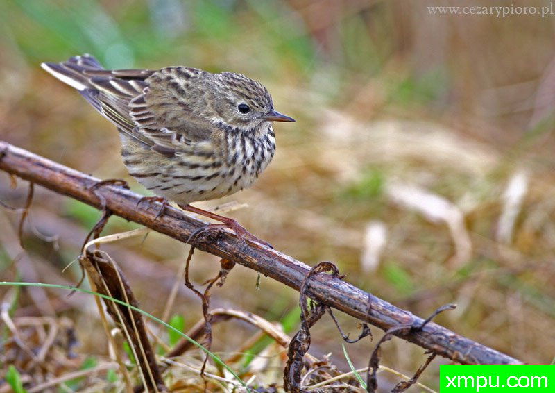 草地鹨（Anthus禾）---著名摄影师：Cezar摄影