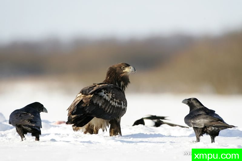 白尾鹰（Haliaeetus ---著名摄影师：Cezar摄影