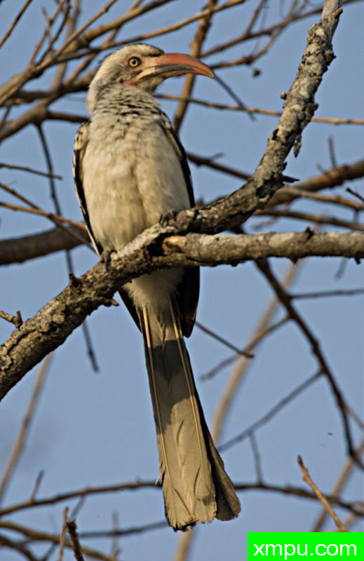 红帐单犀鸟---摄影师：迈克尔莫斯摄影