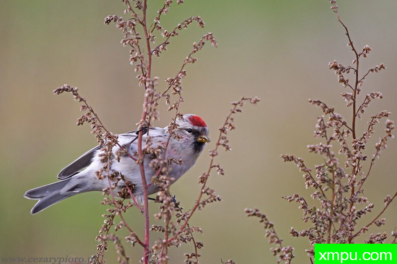 雷德波尔（黄雀flammea）---著名摄影师：Cezar摄影
