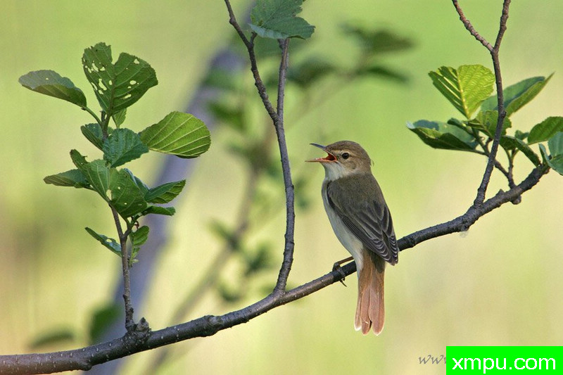 沼泽莺（Acrocephalus--著名摄影师：Cezar摄影