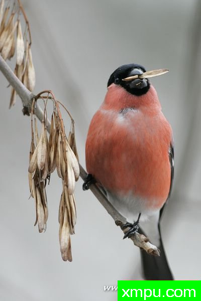 吉尔（Pyrrhula pyrrhul---著名摄影师：Cezar摄影