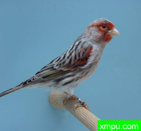 金丝雀-红点麻蛇玉鸟03---著名摄影师：canarisliegeois摄影