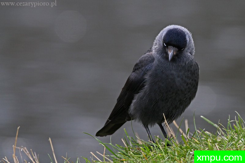 寒鸦（乌鸦monedu---著名摄影师：Cezar摄影