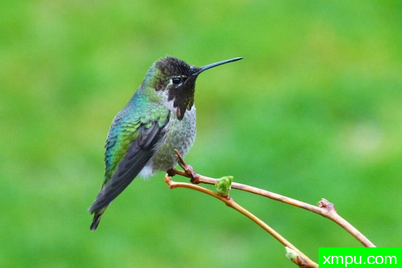 首先悍马的新年！---著名摄影师：珍妮李显能摄影