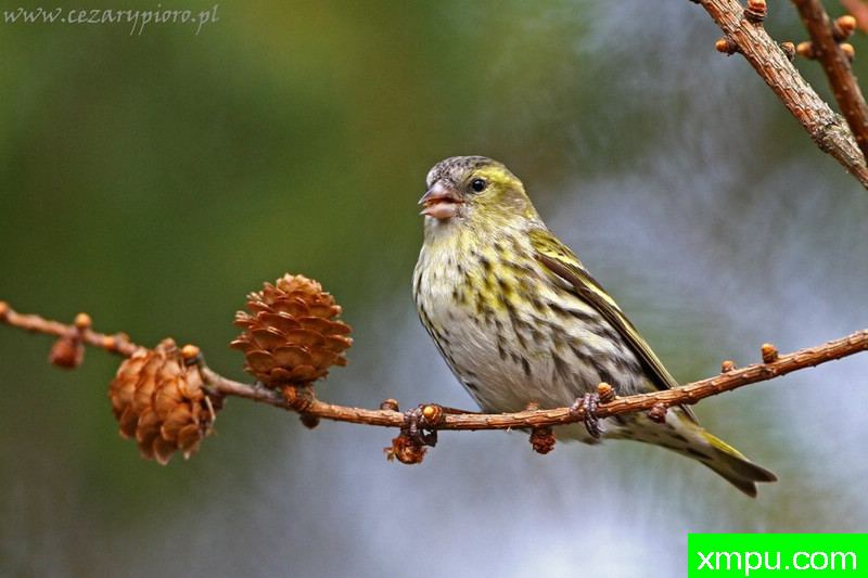 黄雀（Spinus）---著名摄影师：Cezar摄影