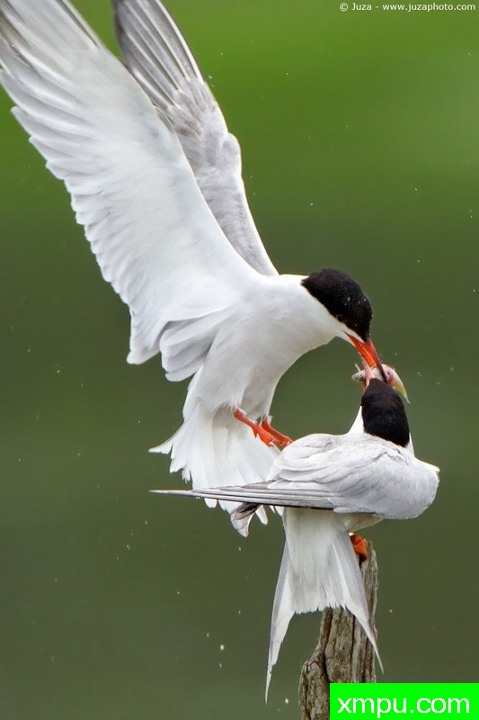 普通燕鸥--摄影师：Juza电子艺界摄影[意大利]