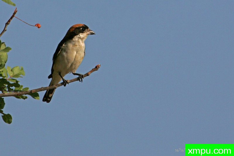 Rudogłowa伯劳---著名摄影师：Cezar摄影