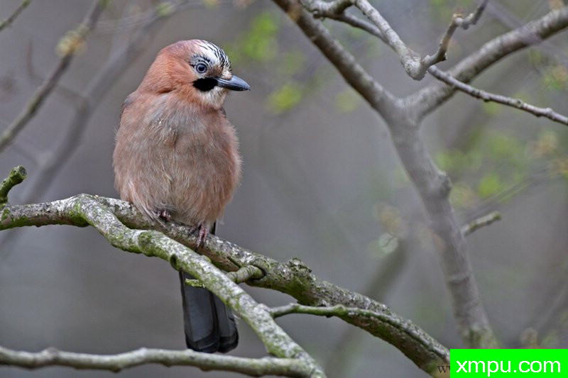 周杰伦（鸟冬季glandarius）---著名摄影师：Cezar摄影