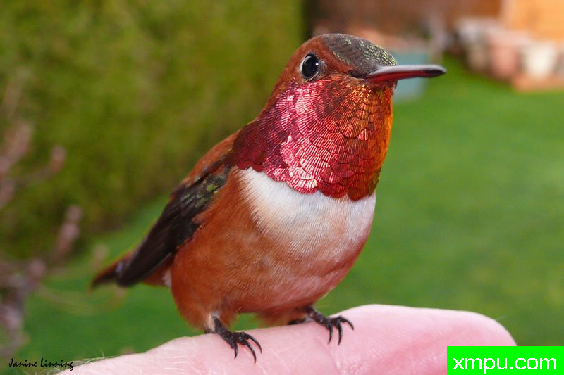 身着红色的！---著名摄影师：珍妮李显能摄影