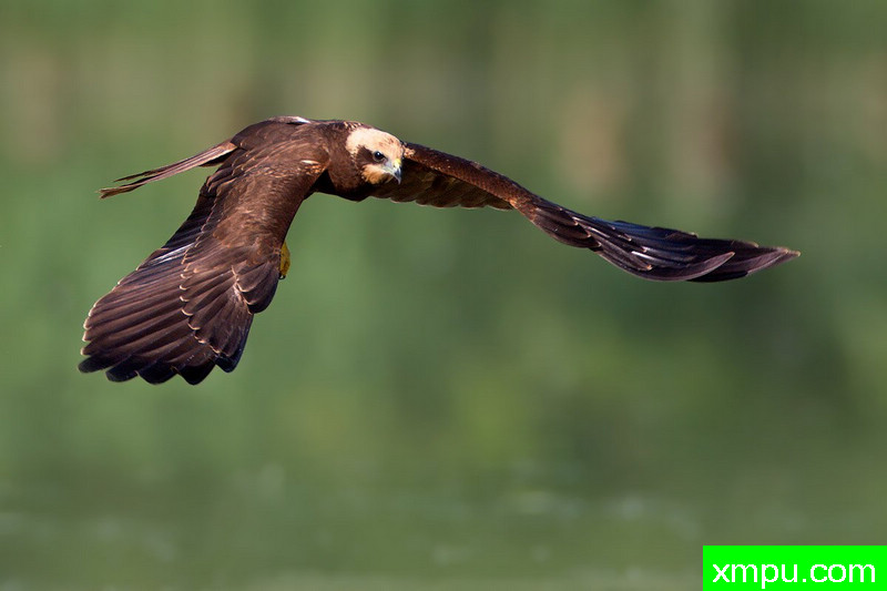 白头鹞--摄影师：Juza电子艺界摄影[意大利]