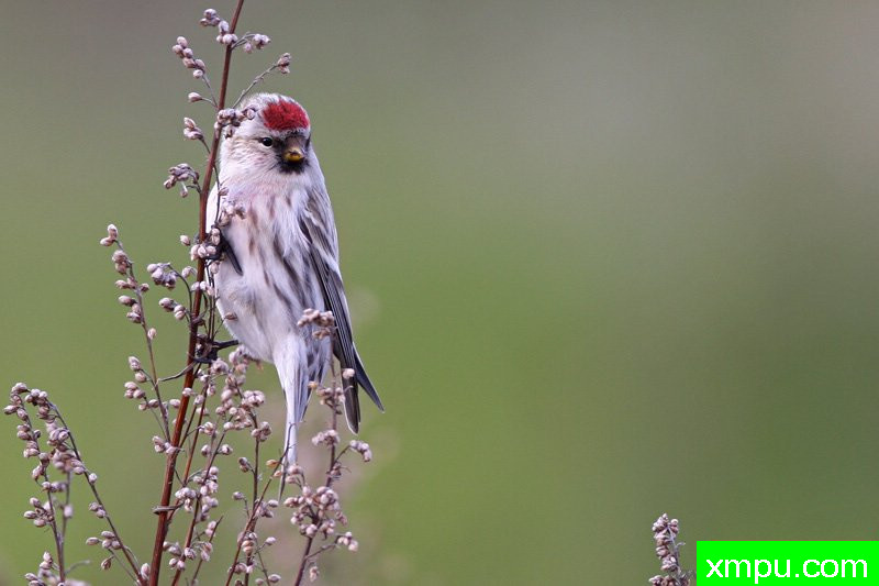 雷德波尔[黄雀]---著名摄影师：Cezar摄影