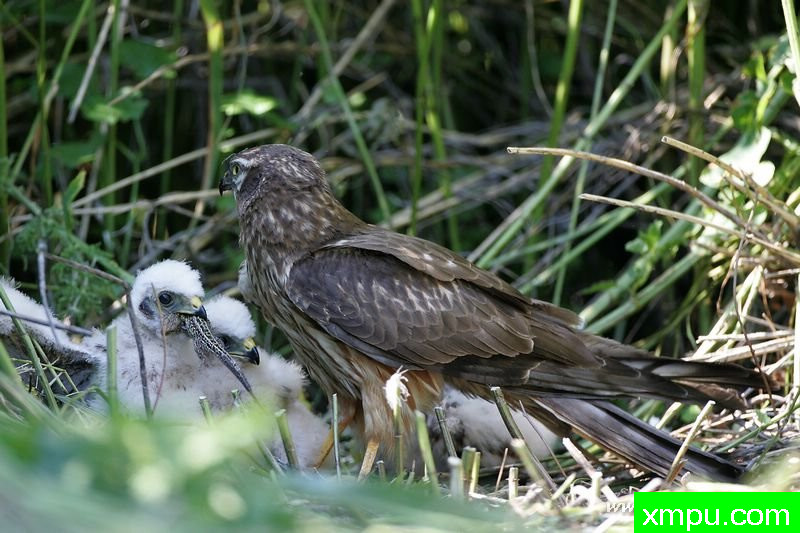 蒙塔古的鹞（马戏pygargus）图片,蒙塔古的鹞（马戏pygargus）介绍,蒙塔古的鹞（马戏pygargus）百科动植物