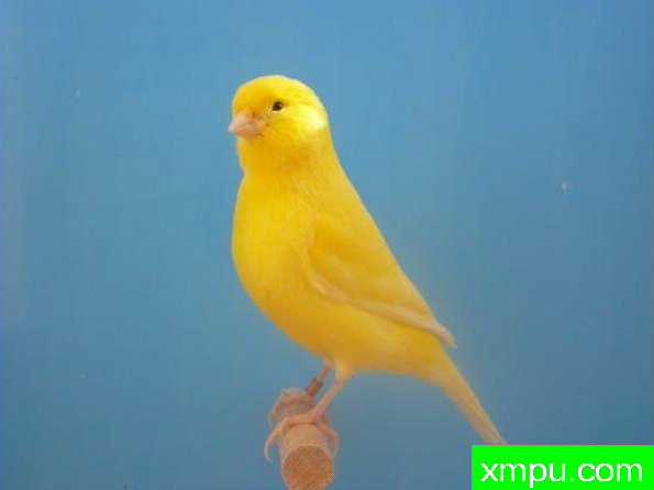 金正日米avait桑布勒---著名摄影师：盖伊摄影[法国]