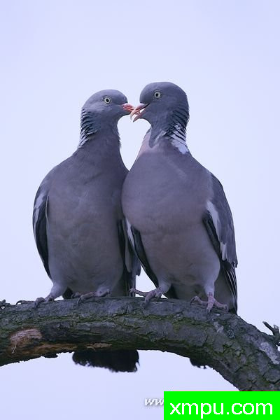 Grzywacz（科伦巴palumbus）---著名摄影师：Cezar摄影