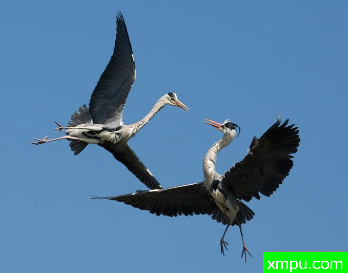 苍鹭---著名自然摄影师：匡卡诺摄影