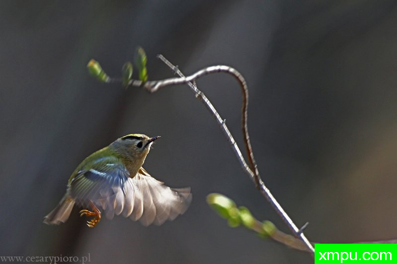 克雷斯特（轩辕十四）---著名摄影师：Cezar摄影