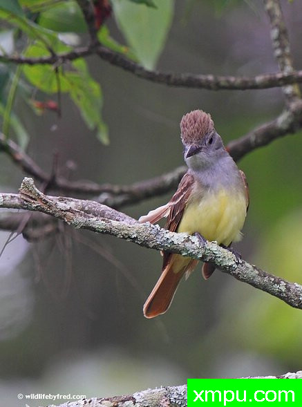捕蝇器--摄影师：弗雷德汤普森摄影