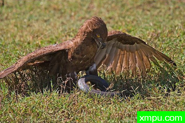 African Brown Snake Eagle - Birds, Photo By_ Robert McRae.