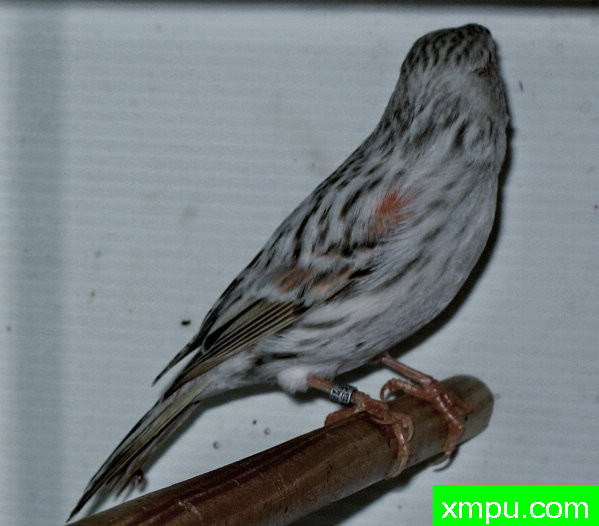 金丝雀--灰点金丝--摄影师：德卡纳里斯摄影[法国]