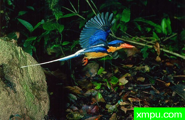 黄胸天堂翠鸟02