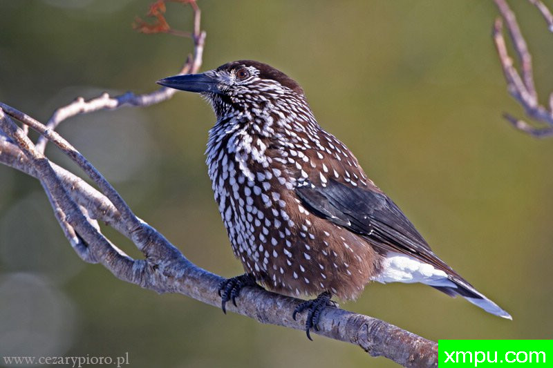 胡桃夹子（Nucifraga鸦---著名摄影师：Cezar摄影
