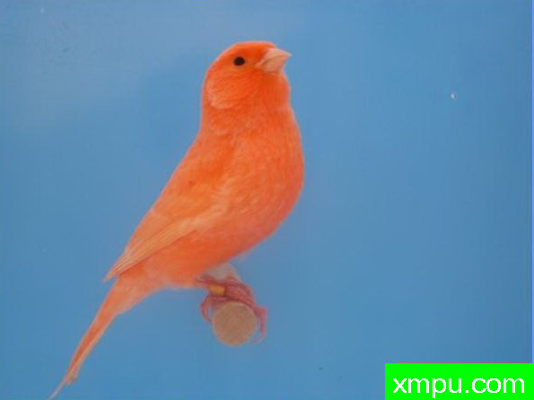 金丝雀--科特迪瓦玫瑰希梅尔---著名摄影师：盖伊摄影