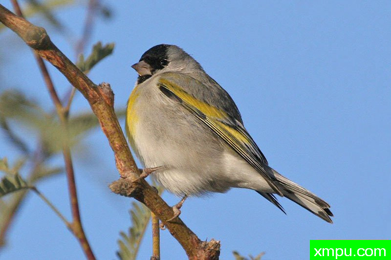 劳伦斯的戈尔德芬奇黄雀