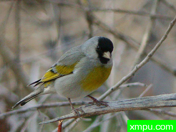 劳伦斯的戈尔德芬奇[黄雀]