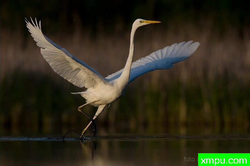大白鹭--著名荒野摄影师：克里斯托弗Sztaba 摄影