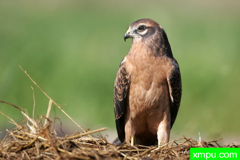蒙塔古的鹞[马戏]---著名摄影师：Cezar摄影