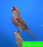 金丝雀--2011.流行色[打开音箱-配曲自动播放]