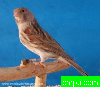 金丝雀--2011.流行色[打开音箱-配曲自动播放]