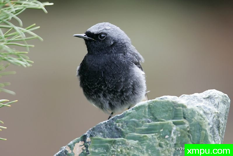 灰姑娘（Phoenicurus ochruros）---著名摄影师：Cezar摄影