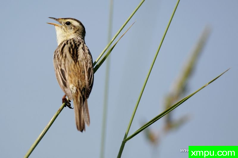 水产莺（Acrocephalus paludicola）---著名摄影师：Cezar摄影